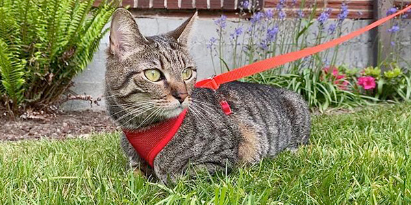 Cat yard outlet leash